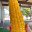 甘い!農場直伝!とうもろこしの茹で方
