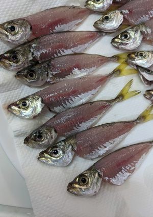 断然食べやすい！豆あじの下処理　動画有り-レシピのメイン写真