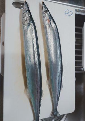 さんまの塩焼き-レシピのメイン写真