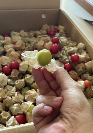 【北海道食用ほおずきのジャム】煮るだけ-レシピのメイン写真