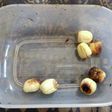 電子レンジで蓮の実がローストナッツに