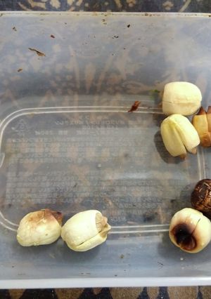 電子レンジで蓮の実がローストナッツに-レシピのメイン写真