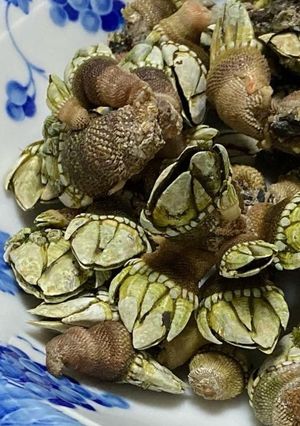 カメの手の茹で方-レシピのメイン写真