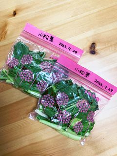 小松菜の冷凍保存-レシピのメイン写真
