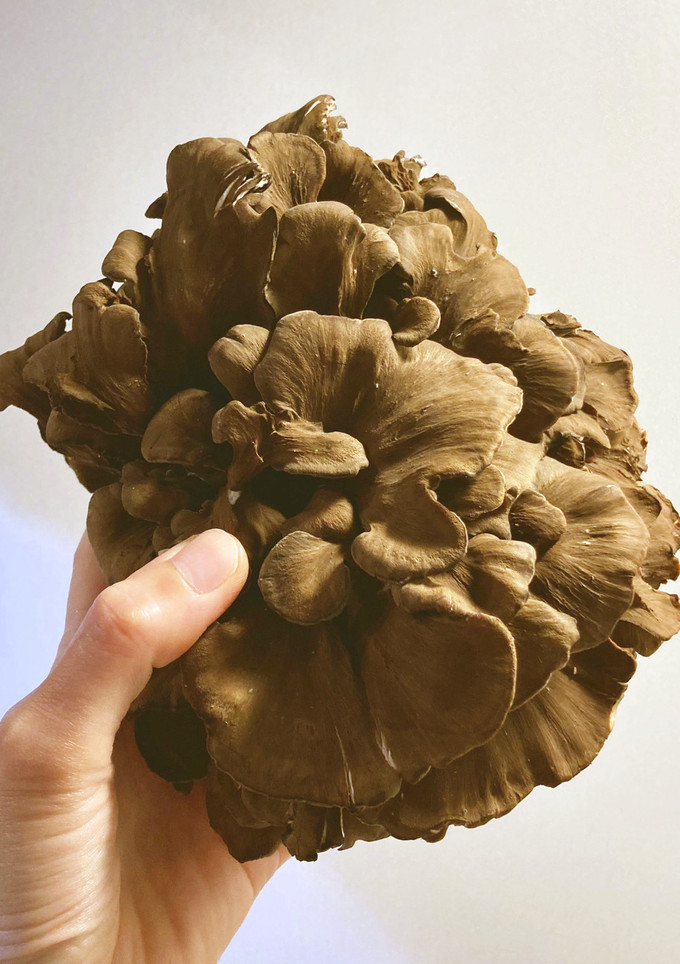 地伏舞茸のホイル焼き-レシピのメイン写真