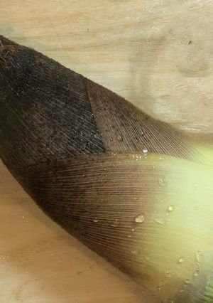 基本のたけのこの茹で方-レシピのメイン写真
