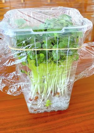 かいわれ大根が蘇る!!かいわれ保存★-レシピのメイン写真