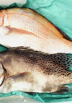 【お魚を捌いてみよう！】-レシピのメイン写真