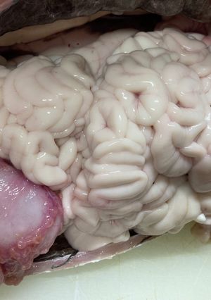 たら白子 簡単下処理 鮮魚市場より~-レシピのメイン写真