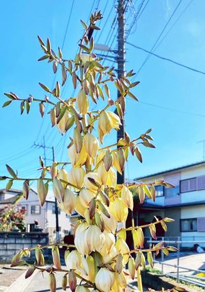 ユッカ　青年の木　IZOTE(中米)-レシピのメイン写真