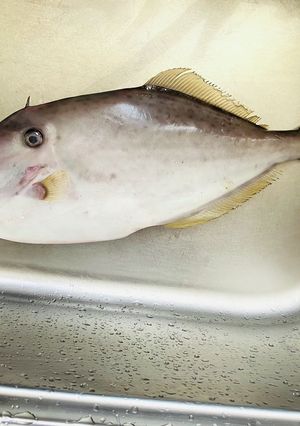 【捌いてみた】カワハギ-レシピのメイン写真