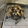 牡蠣の燻製