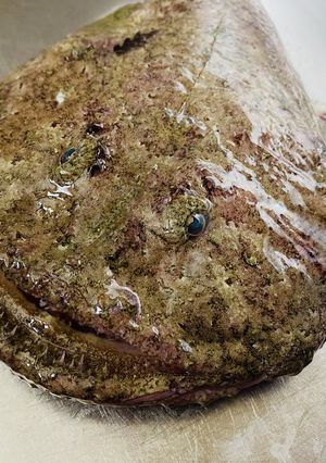 【あんこう】捌いてみた-レシピのメイン写真