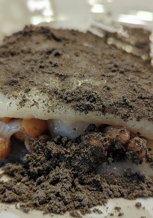 レンジで簡単!納豆餅-レシピのメイン写真