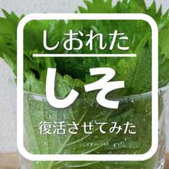 รูปของ しおれた[しそ]を復活させる方法
