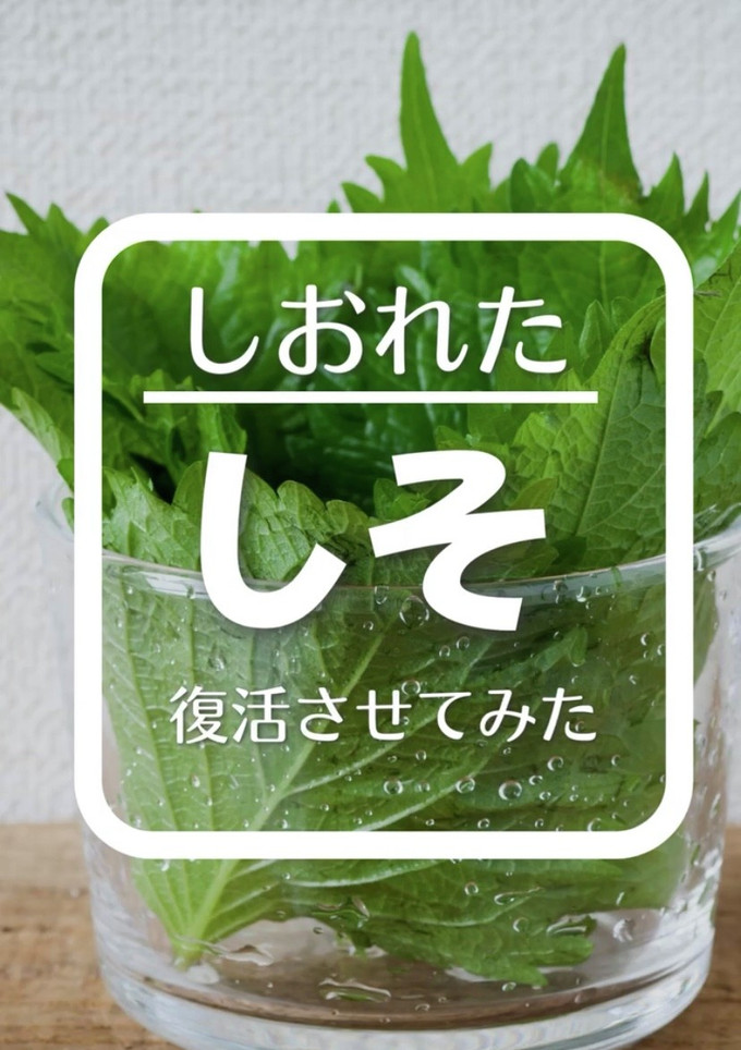 しおれた[しそ]を復活させる方法-レシピのメイン写真