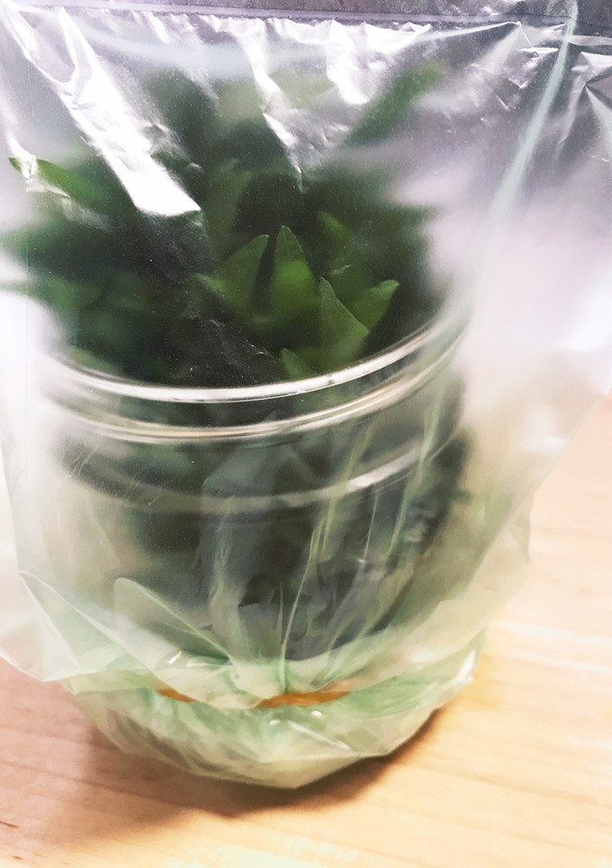 大葉を長持ちさせる方法-レシピのメイン写真