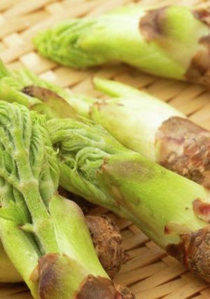 春の食材♪タラの芽の天ぷら♡旨い!-レシピのメイン写真