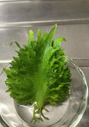 大葉の救済！-レシピのメイン写真