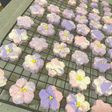 春色!桜クッキー!