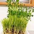 豆苗!育てて何回も食べる!