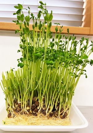 豆苗！育てて何回も食べる！-レシピのメイン写真