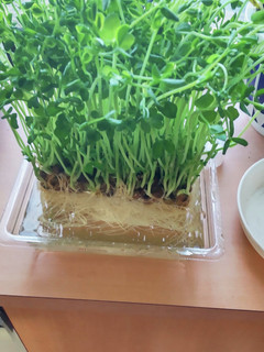 豆苗~2回目でも立派に伸びたよ~♪-レシピのメイン写真