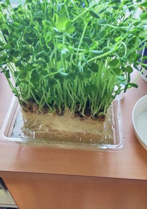 豆苗～2回目でも立派に伸びたよ～♪-レシピのメイン写真