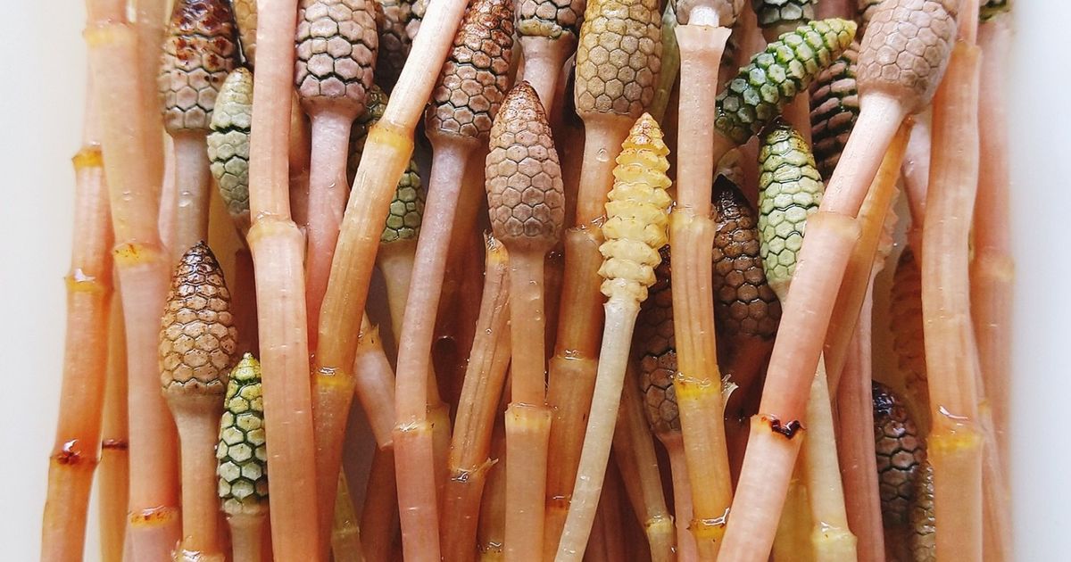 基本からアレンジまで！思わずつくりたくなる「つくし 袴」の