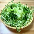 グリーンサラダ 豆苗活用