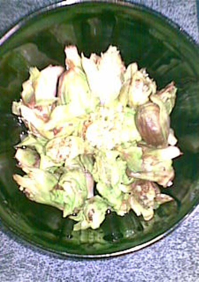 ふきのとうの酢の物-レシピのメイン写真