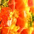 華やか”ひなちらし”