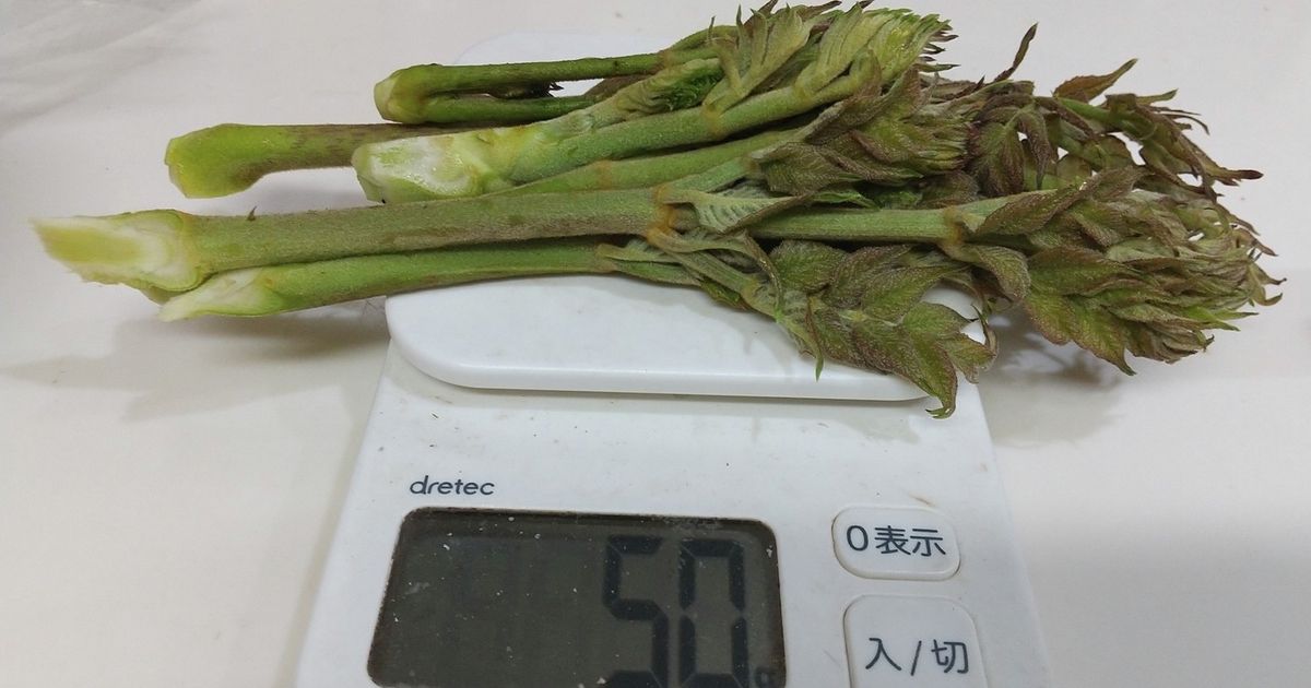 たらのめ Amazon | トゲナシ タラノキ 苗木 4号ポット 山菜 苗 タラの芽