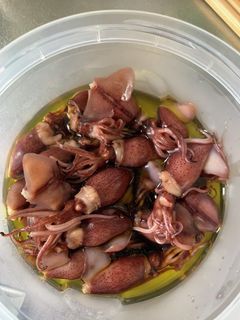 ホタルイカのオイル漬け-レシピのメイン写真