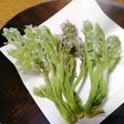 タラの芽の天ぷら#ご当地グルメ