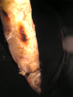 キスの塩焼き-レシピのメイン写真