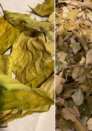 オーブンで速乾 柿の葉茶-レシピのメイン写真
