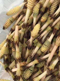 つくしの佃煮-レシピのメイン写真