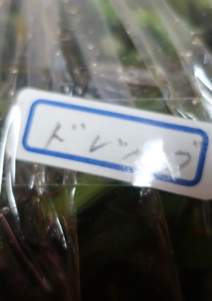 わらびのドレッシング和え-レシピのメイン写真