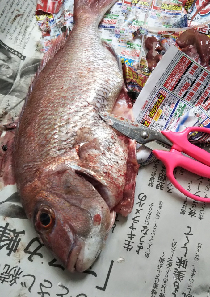 お魚処理はさみで-レシピのメイン写真