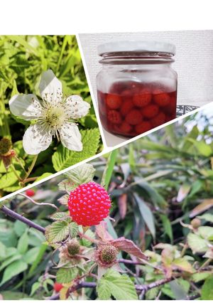 『草苺』コンポート-レシピのメイン写真