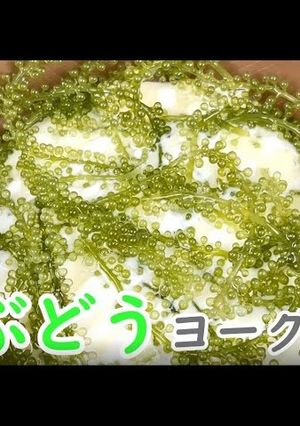 お通じ改善レシピ!海ぶどうヨーグルト!-レシピのメイン写真