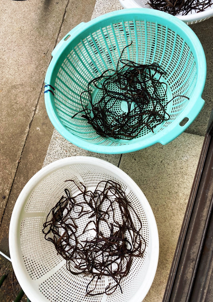 アク抜き不要　干しわらびの作り方-レシピのメイン写真