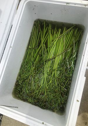山菜 大量わらびのあく抜き 簡単な方法-レシピのメイン写真