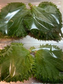 【糖尿病保存】大葉の保存-レシピのメイン写真