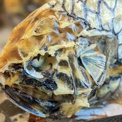 รูปของ 愛知の魚　マツカサウオのオーブン焼き