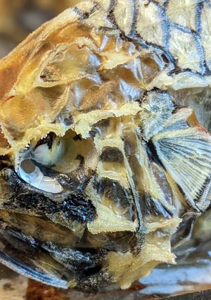 愛知の魚　マツカサウオのオーブン焼き-レシピのメイン写真