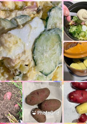 ポテトサラダ（2023）-レシピのメイン写真