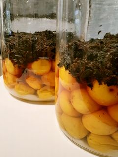 狭いおうちで作る♡果実酒瓶で梅干し♡-レシピのメイン写真
