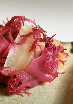 刺身のお供やお口直しに！トサカノリのガリ-レシピのメイン写真